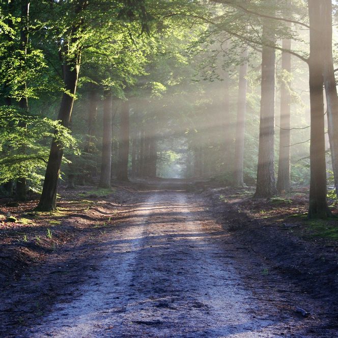 Waldweg, gesäumt von Bäumen mit Sonnenstrahlen
