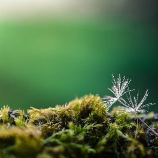 Zwei Schirme eines Löwenzahns liegen auf Moos vor einem grünen Hintergrund