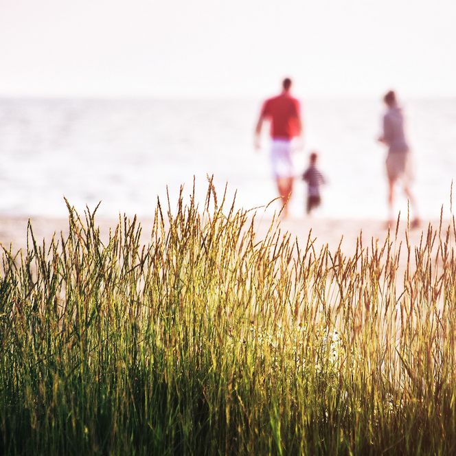 Gräser im Vordergrund, dahinter unscharf eine Familie am Strand