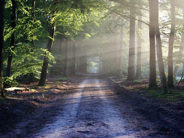 Waldweg, gesäumt von Bäumen mit Sonnenstrahlen