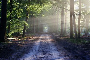 Waldweg, gesäumt von Bäumen mit Sonnenstrahlen
